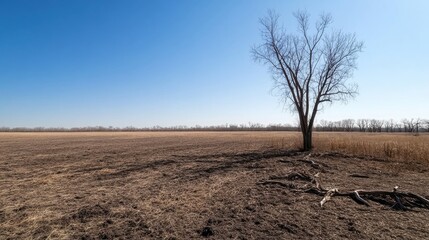 Solitary bare tree on dry, expansive farmland under clear blue sky during early spring season in rural landscape