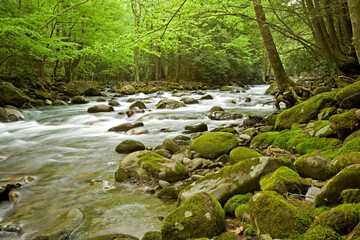 Fototapeta premium Spring, Little Pigeon River, Great Smoky Mountains National Park, TN