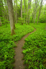 Spring, Whiteoak Sink, Great Smoky Mountains National Park, TN