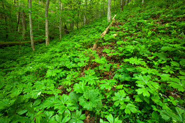 Fototapeta premium Spring, Whiteoak Sink, Great Smoky Mountains National Park, TN