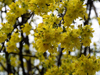 Blooming yellow blossoms nature scene close-up spring environment vibrant viewpoint