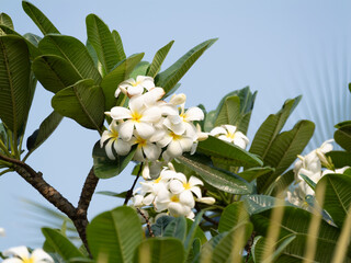 Blooming plumeria flowers tropical garden nature bright day close-up floral beauty