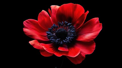 Fototapeta premium Vibrant red anemone flower close-up on black background