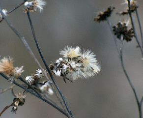 A plant with old blossoms.