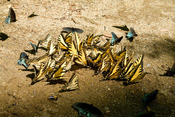Butterflies Clustering at Mineral Lick, Greenbrier, Great Smoky Mountains National Park, TN