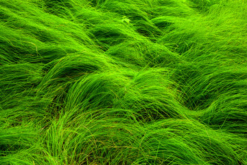 Flowing Grass at Carver's Gap on the Appalachian Trail