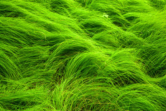 Flowing Grass at Carver's Gap on the Appalachian Trail