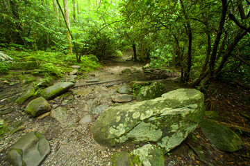 Forest Trail, Great Smoky Mountains National Park, TN