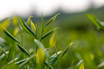 Close-up of tea leaves in tea garden