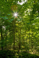 Sun Peeps Through Foliage