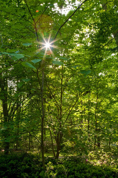 Sun Peeps Through Foliage