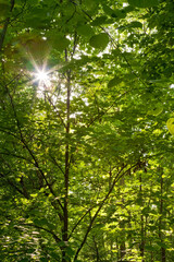 Obraz premium Sun Peeps Through Foliage
