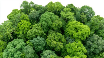 Aerial View of Lush Green Forest Canopy