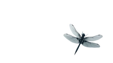 Dragonfly flying with transparent background, perfect for easy integration