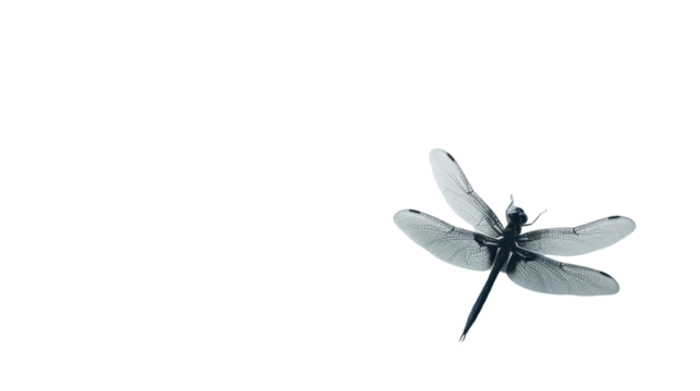 Dragonfly flying with transparent background, perfect for easy integration