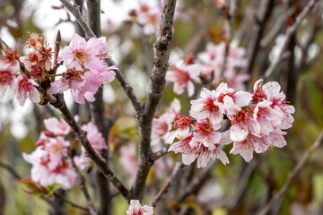 Cherry blossom showing its delicate pink petals in springtime