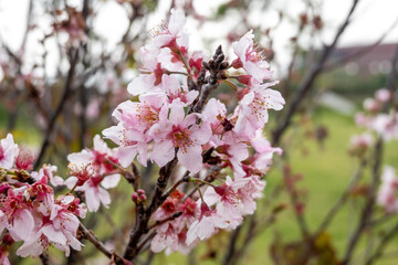Beautiful pink cherry blossoms blooming in spring