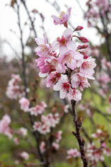 Pink cherry blossom flowers blooming on a tree branch in springtime