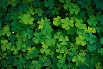 Clover Leaves for Green background with three-leaved shamrocks. st patrick's day background, holiday symbol, Earth Day