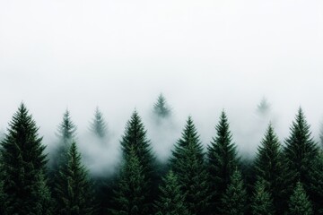 Fototapeta premium Ethereal Forest Horizons Minimalist Nordic Pine Landscape Embodying Climate Resilience and Eco-Conscious Visual Storytelling for Environmental Branding