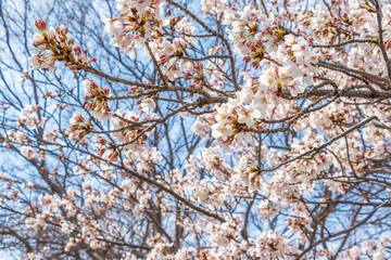 満開の桜の花