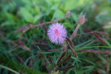 Close-Up of Pink Mimosa Pudica Flower with Delicate Petals and Green Background
