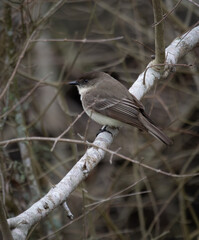 Eastern Phoebe Perched in a Deciduous Tree