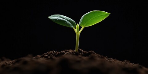 Regenerative Eco-Innovation Verdant Seedling Breakthrough in Dark Soil - Sustainable Growth Metaphor for Climate Resilience and Green Tech Transformation