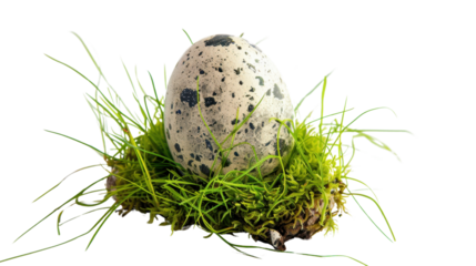 Quail egg resting on vibrant green grass and moss on transparent background