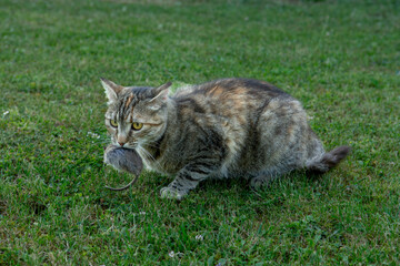 Grey stripped cat holding a  mouse in her teeth. Cat  holding a mouse in her mouth.