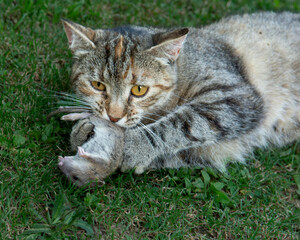 Grey stripped cat holding a  mouse in her teeth. Cat  holding a mouse in her mouth.