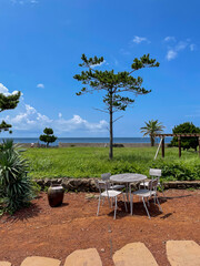 tropical beach with palm tree