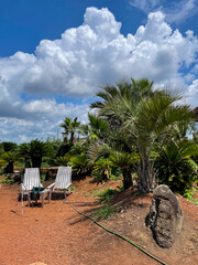 tropical beach with palm trees
