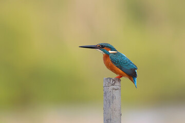 Common kingfisher bird perches on a dry branch and looking for food.