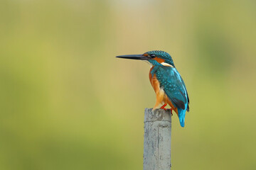 Common kingfisher bird perches on a dry branch and looking for food.