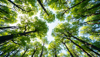 Fototapeta premium Looking Up at a Canopy of Tall Trees with Sunlight Filtering Through the Green Leaves