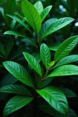 Fototapeta premium Dense foliage of tropical leaves in a jungle bush , lush, jungle, vibrant