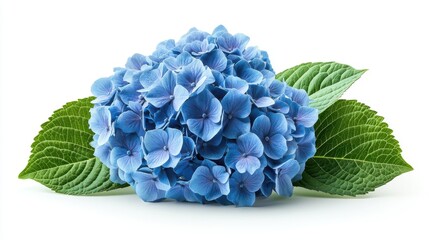 hydrangea flower isolated on transparent background