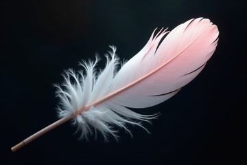 Intricate white feather, soft pink blush, dark backdrop High resolution detail , texture, pastel, plumage