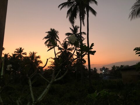 sunset in the beautiful landscape. sunset, nature, coconut trees, forest, palm trees - Powered by Adobe