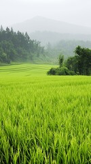 Obraz premium Lush Green Rice Paddy Field with Misty Mountains in the Background