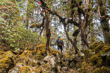 Rhododendron blooms on the way to Kangchanjunga Base Camp, Sekethum, Nepal