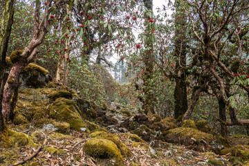 Rhododendron blooms on the way to Kangchanjunga Base Camp, Sekethum, Nepal