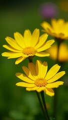 Obraz premium Close-up of yellow daisies blooming in garden, blossoms, petals, macro
