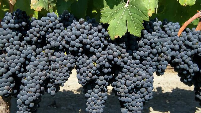 Freshly harvested grapes hanging from vines in a sunlit vineyard during the summer season