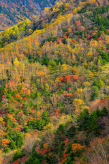 森林が色づく紅葉の風景、秋の訪れを感じる壮大な山岳景観
