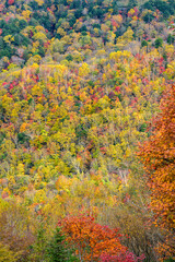 森林が色づく紅葉の風景、秋の訪れを感じる壮大な山岳景観

