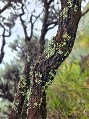 Aesthetic old tree trunk in a beautiful moss plant blanket with blurred background