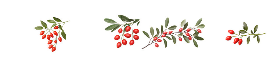 Detailed Botanical Illustration of Red Berries and Green Leaves