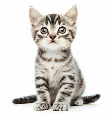 Obraz premium Adorable Silver Tabby Kitten Sitting Comfortably on White Background, Expressing Curiosity and Charm, Ready to Captivate Hearts with its Innocence and Playfulness